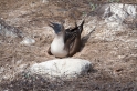 098 Blue-footed booby 16